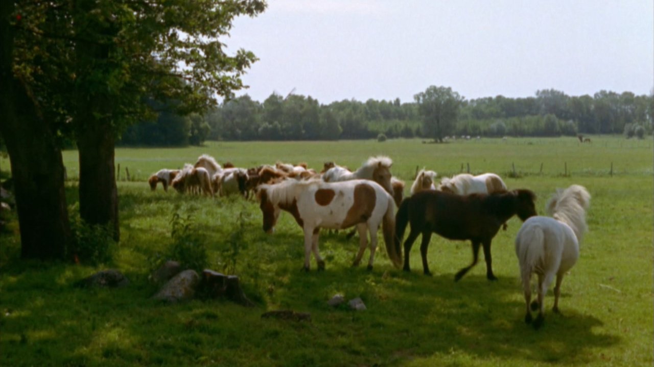 Immenhof Filmreihe