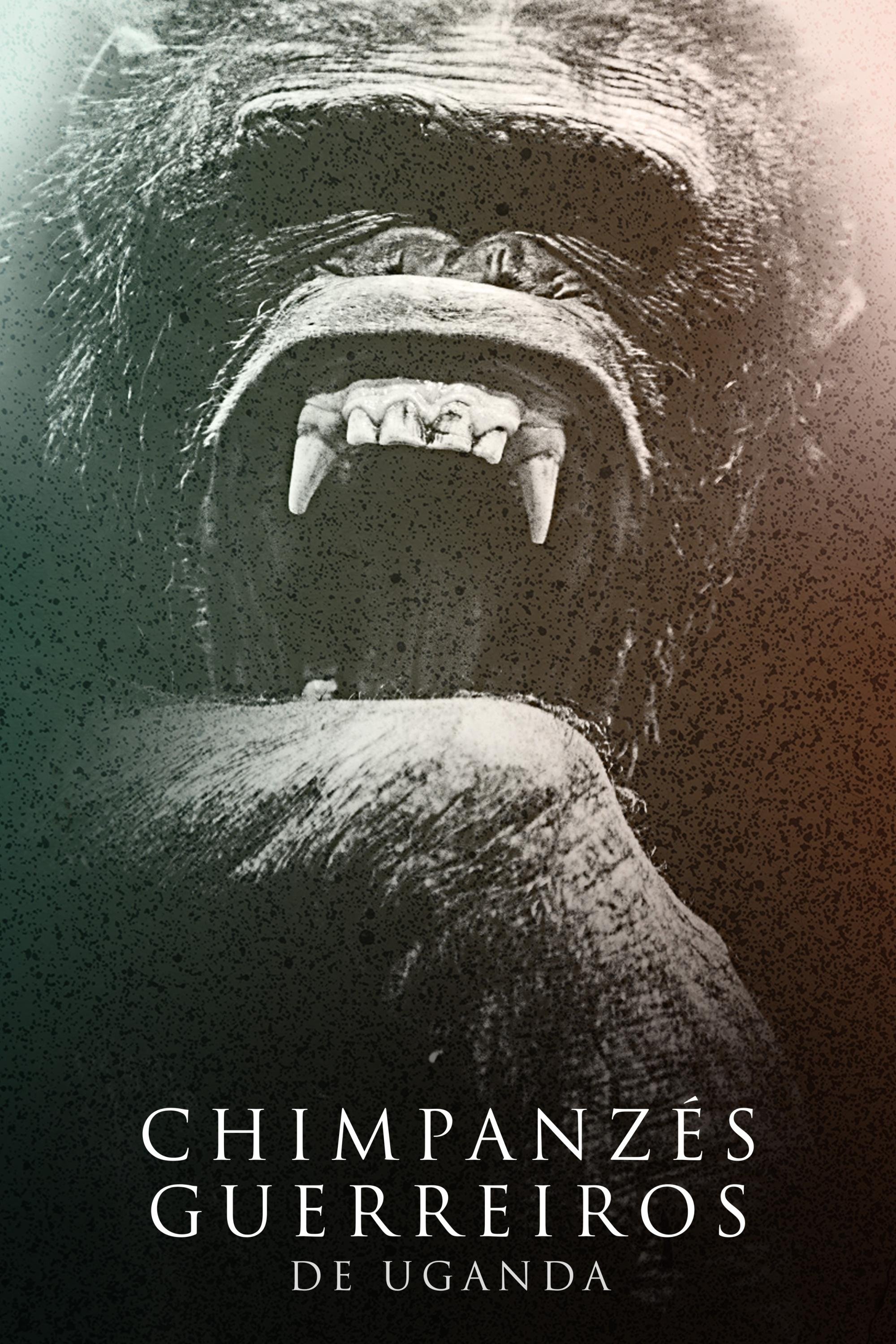 Poster de Chimpanzés Guerreiros de Uganda