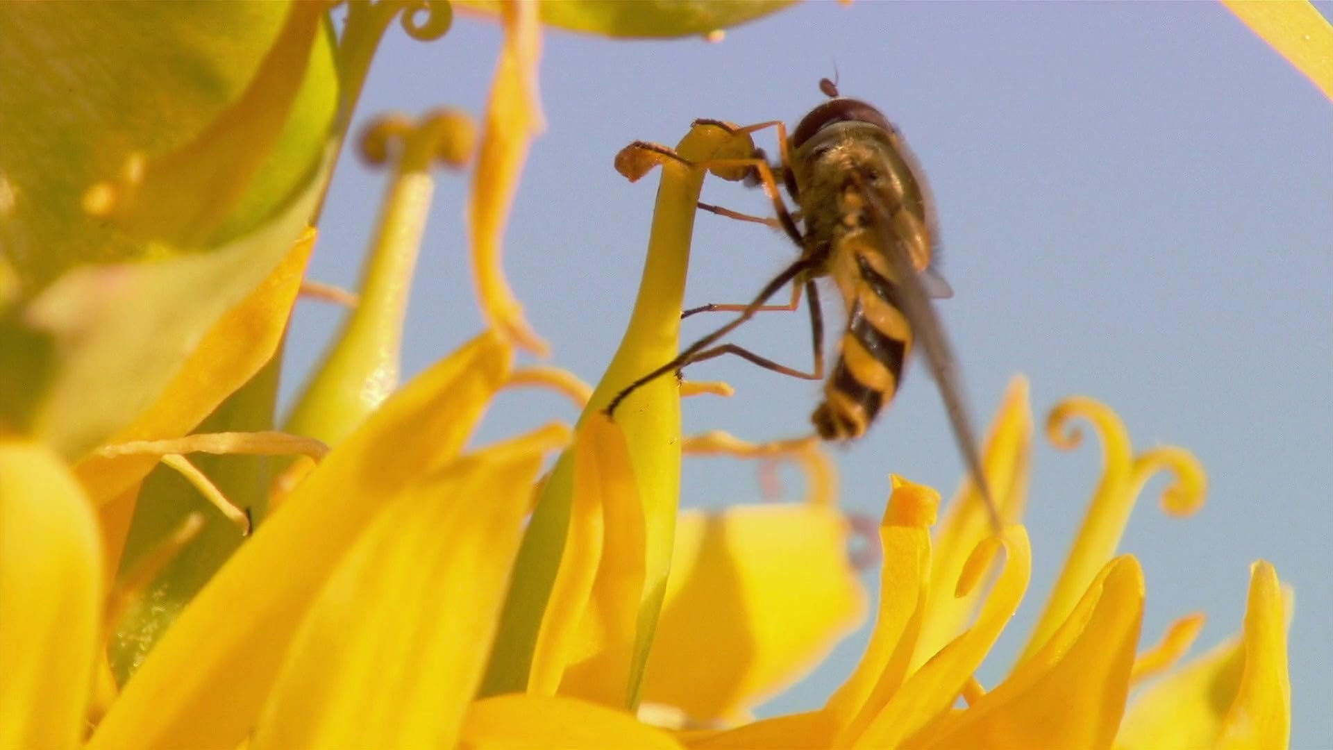 Insect World
