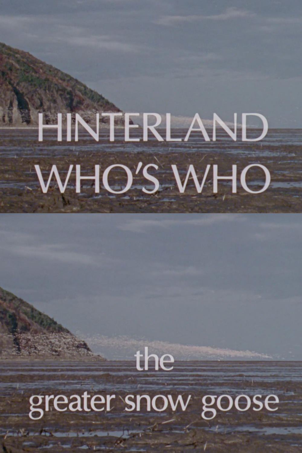 Poster de Hinterland Who's Who: The Greater Snow Goose