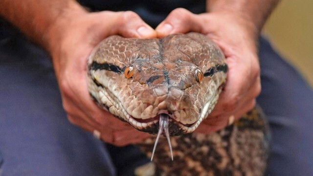 The Secret Life of the Zoo at Christmas