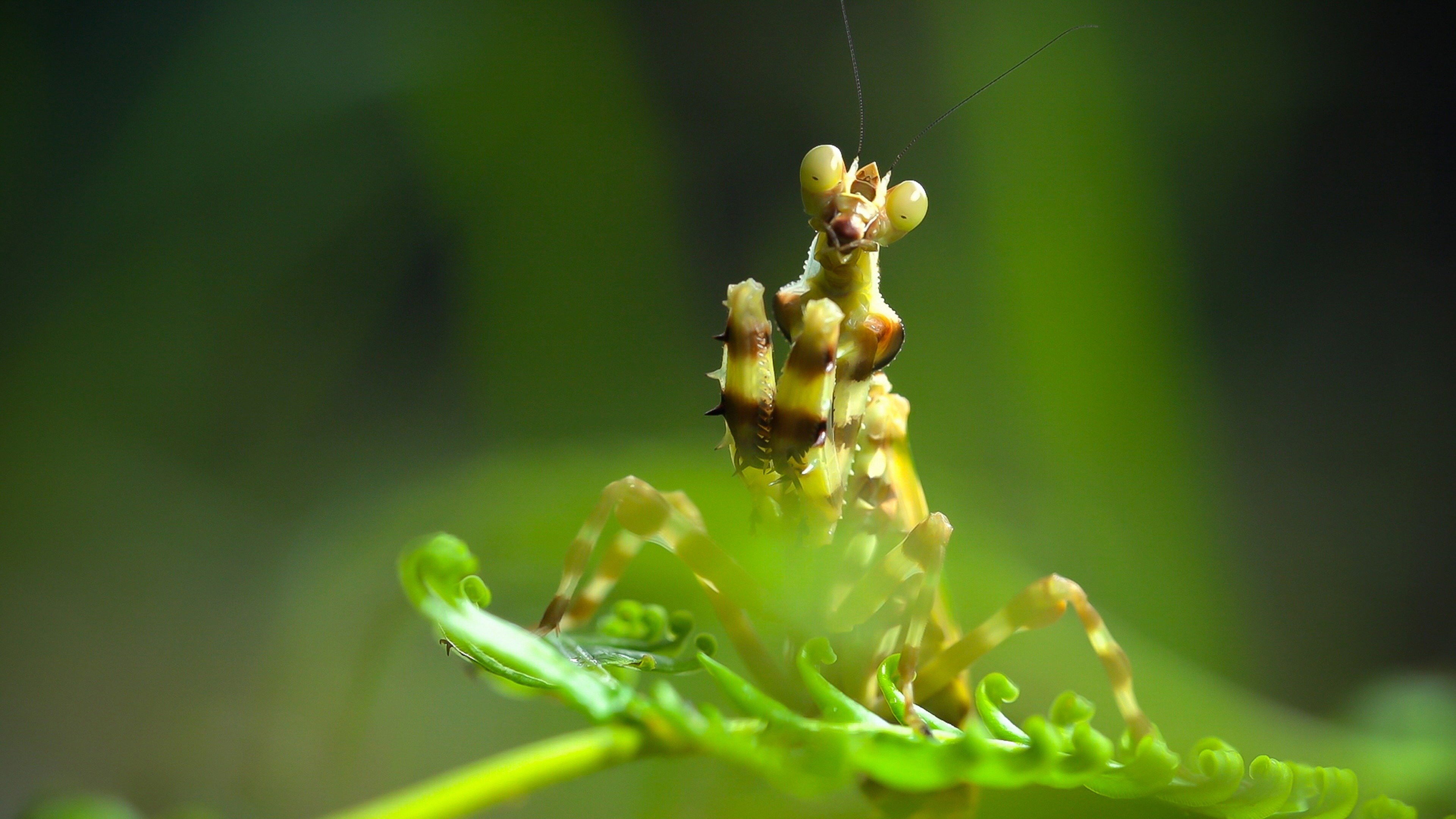 Thailand's Wild Side