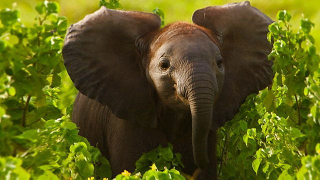 Kenya and Minnesota, USA Update