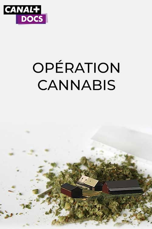 Opération Cannabis