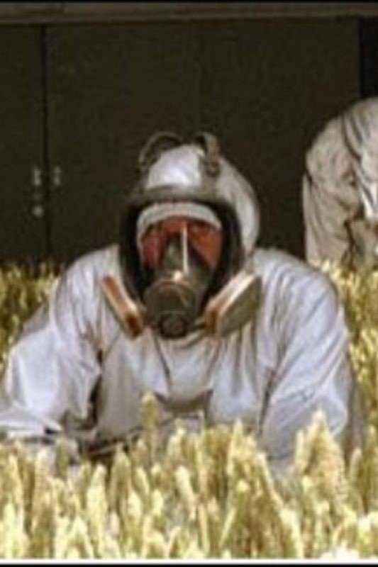 Poster de Fields of Gold