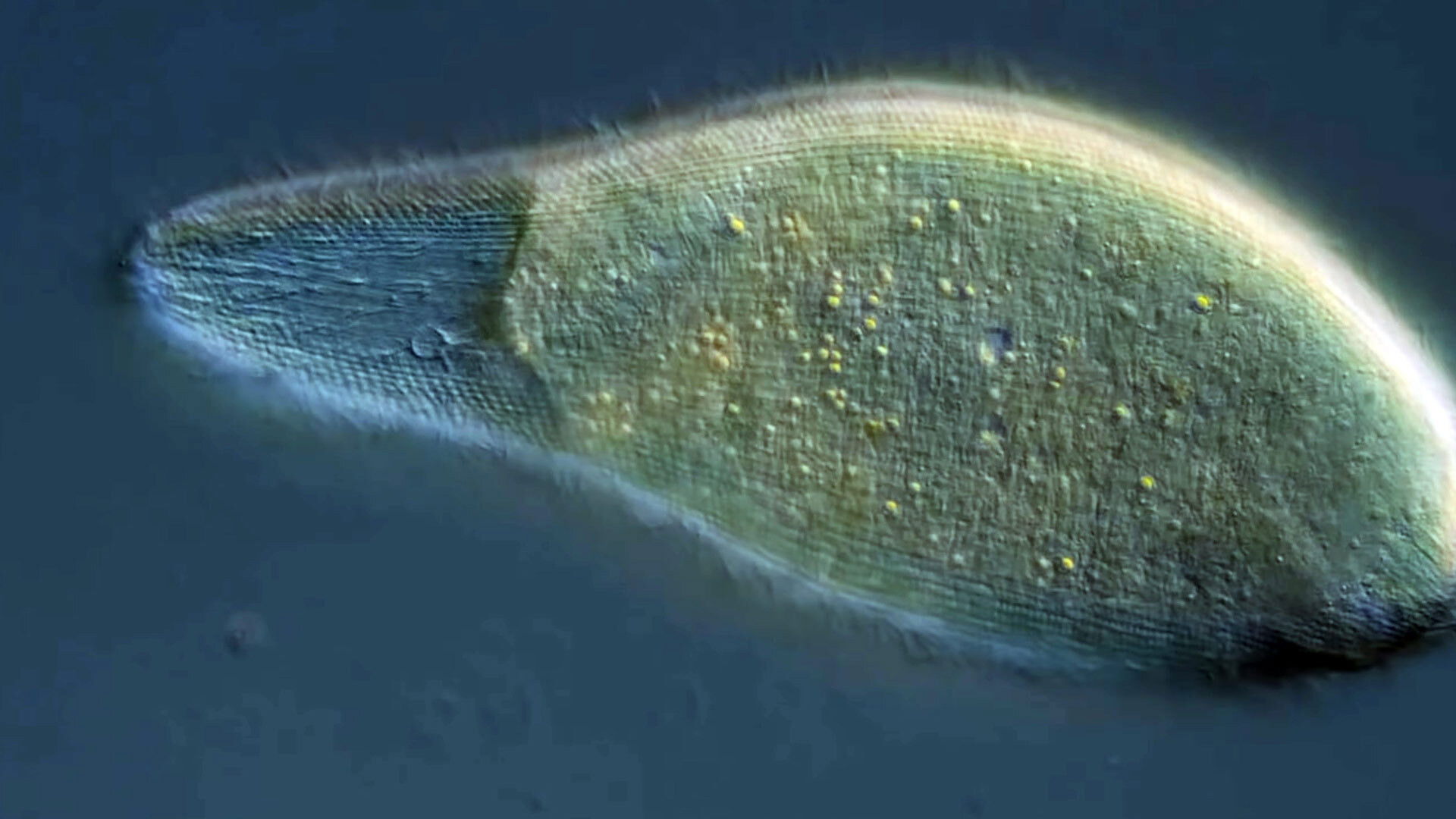 Unsolved Mysteries of the Microcosmos