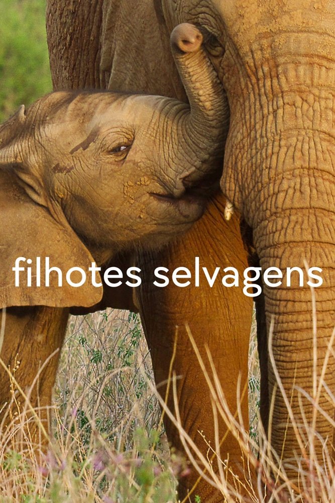 Poster de Filhotes Selvagens