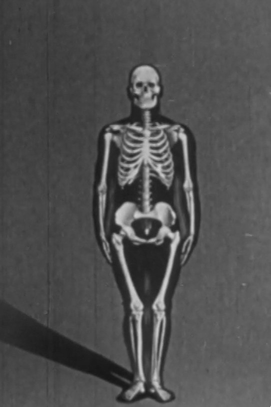 Poster de Human skeleton, structure and joints - Part I