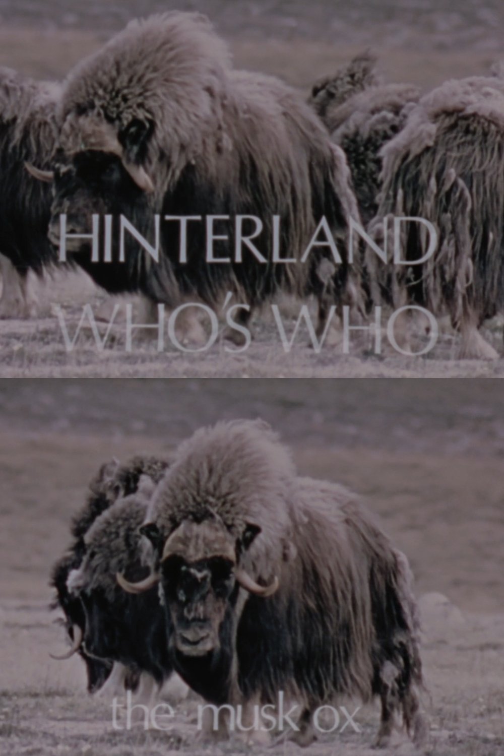 Poster de Hinterland Who's Who: The Musk Ox