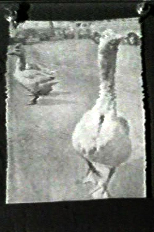 Poster de The Meaning of Various News Photos to Ed Henderson
