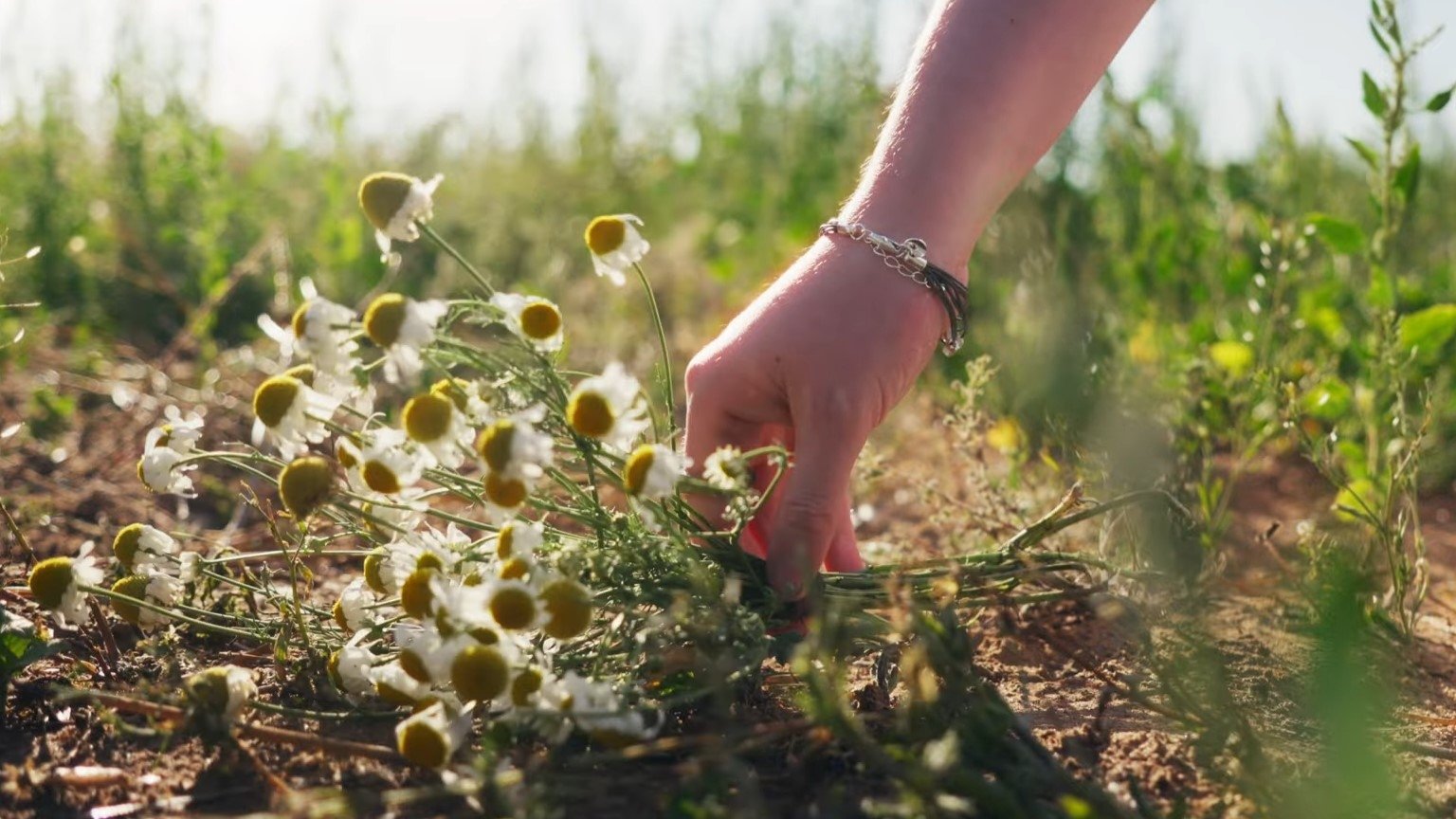 The Day Before the Grass Dies