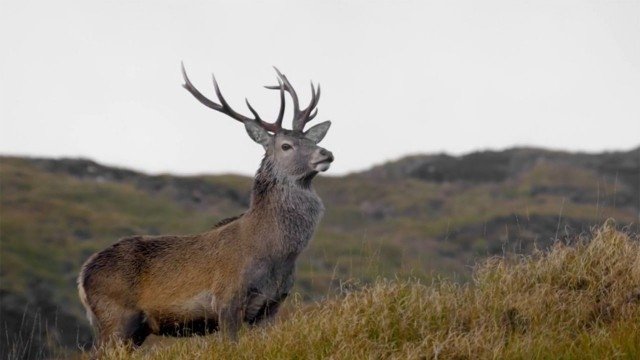 Wild Great Britain