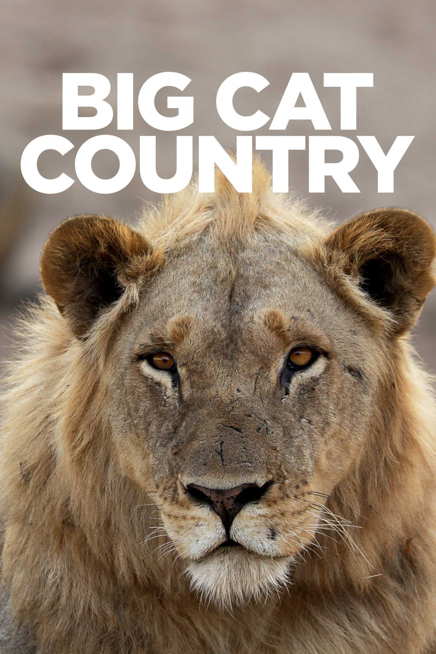 Poster de O País dos Grandes Felinos