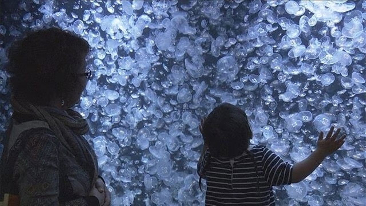 Enticed by the Gentle Movement of Jellyfish