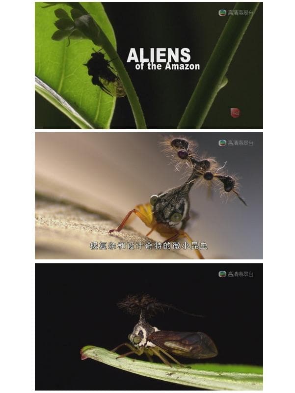 Poster de Aliens of the Amazon