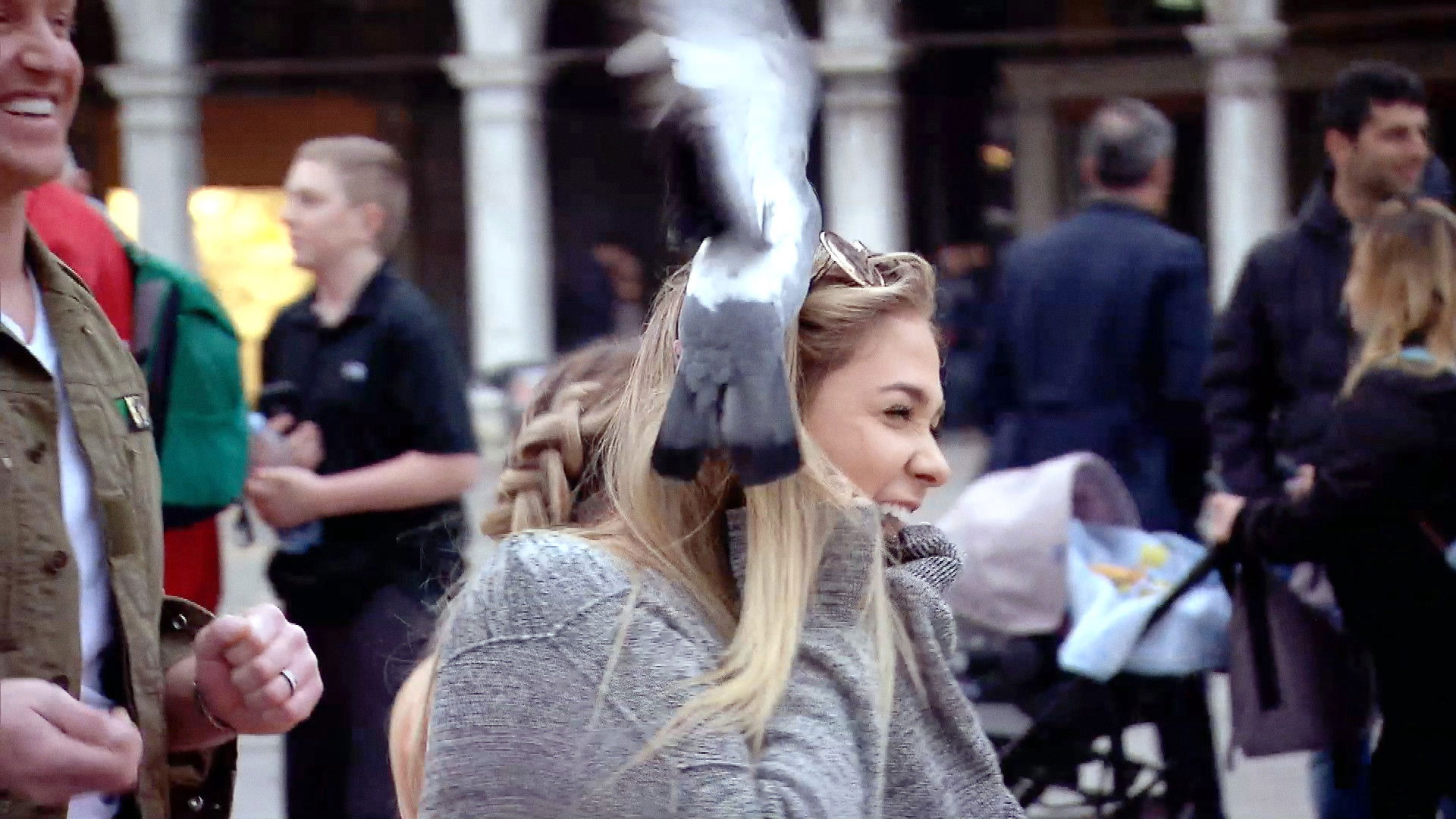 Pigeons, Piazzas, Proposal