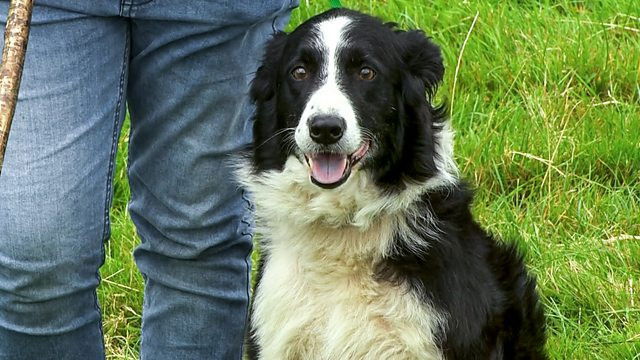 One Man and His Dog 2021