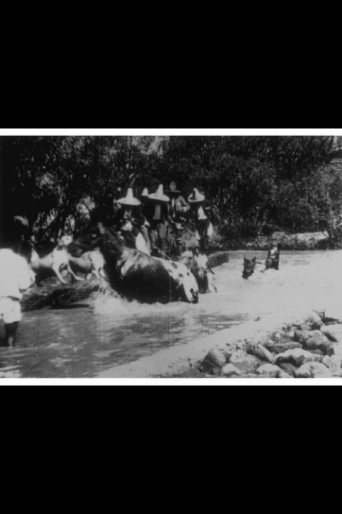 Poster de Baignade de chevaux