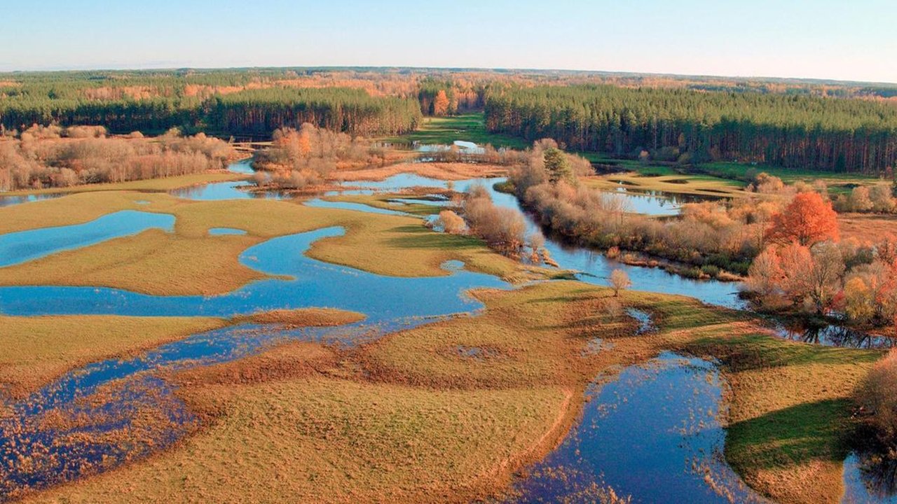 Matsalu Moose: Wild Giants of the Baltics