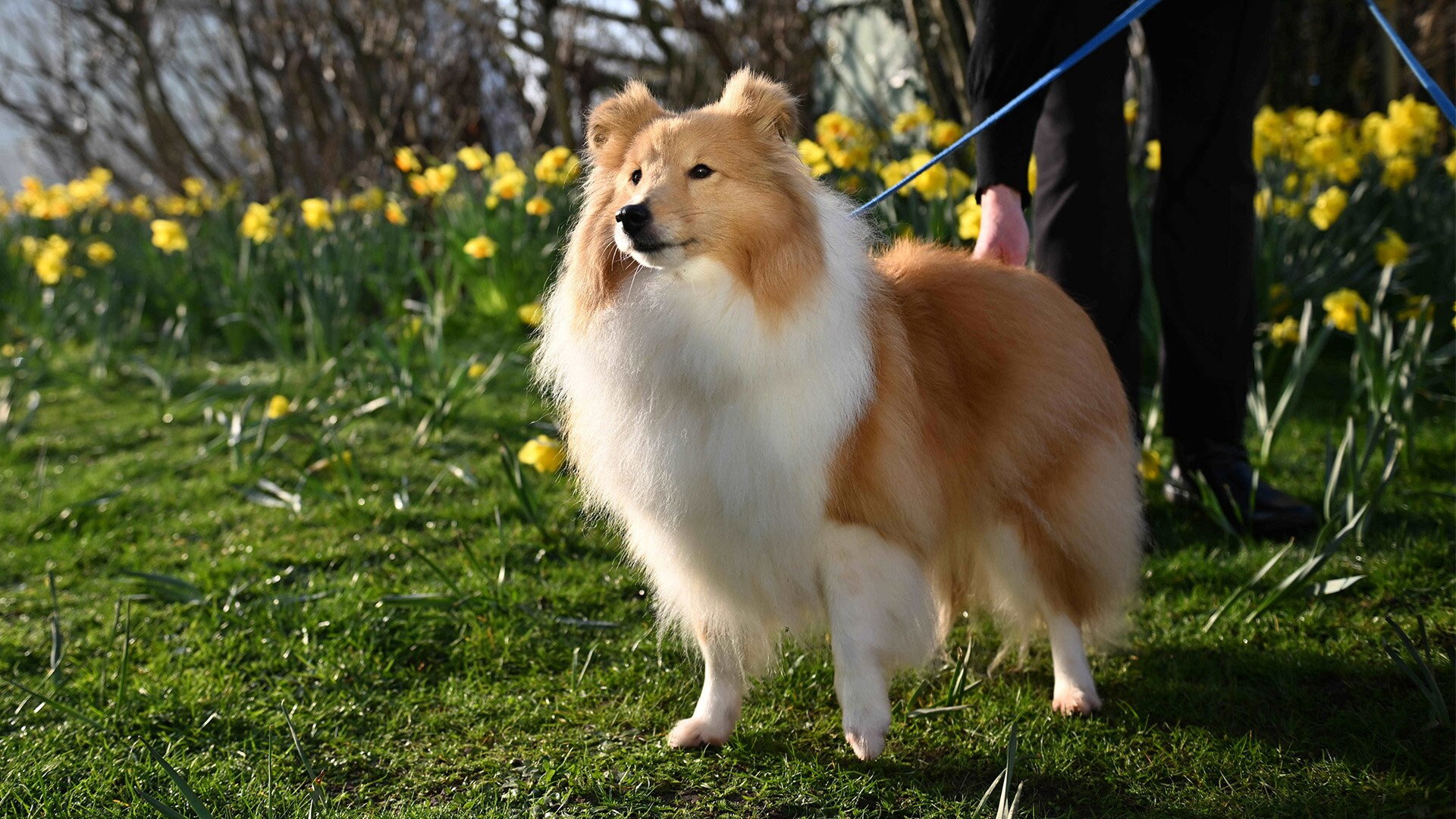 2026 Day 4 - Part 2 | Best in Show