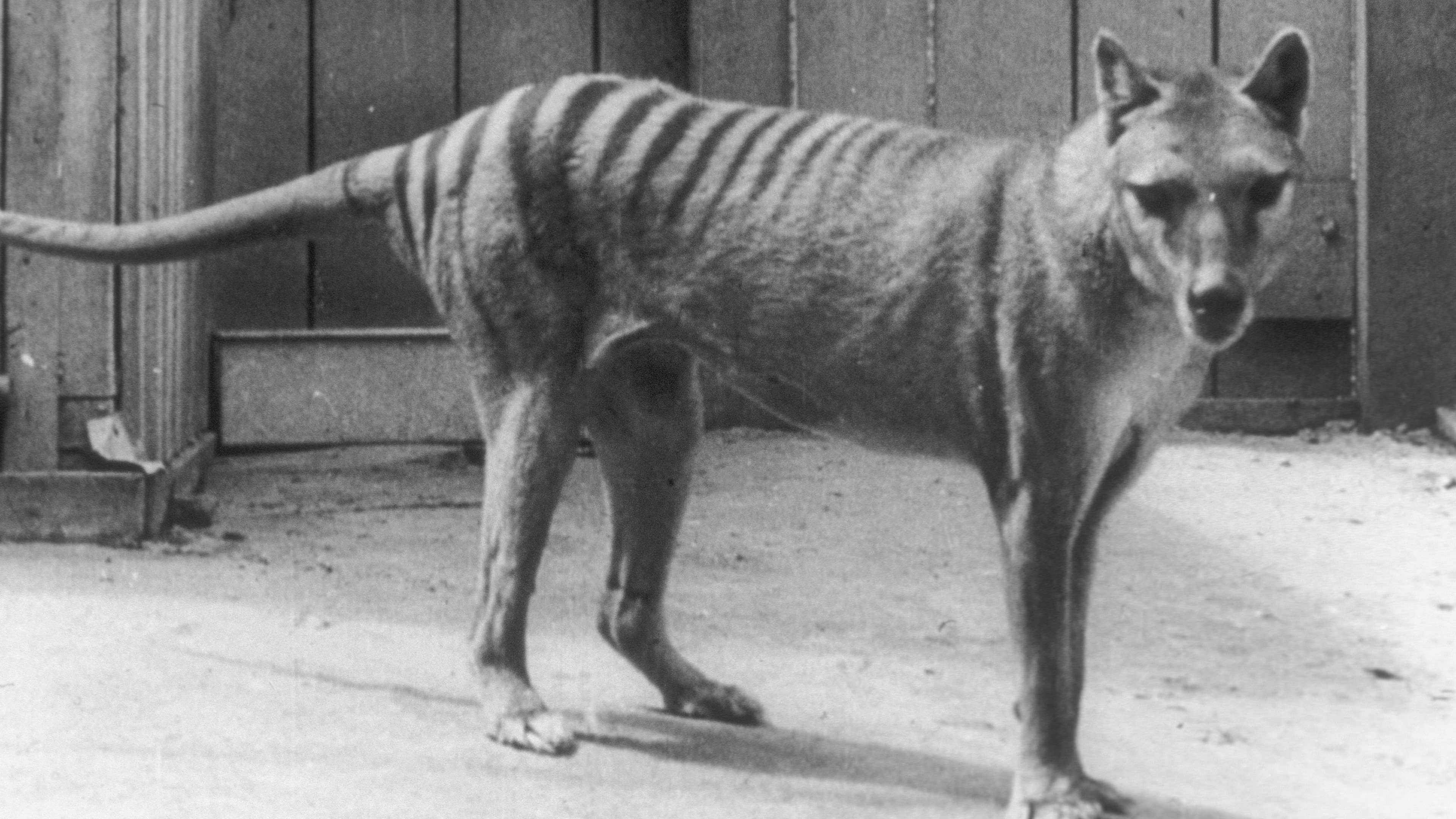 Extinct or Alive: The Tasmanian Tiger 2016 123movies