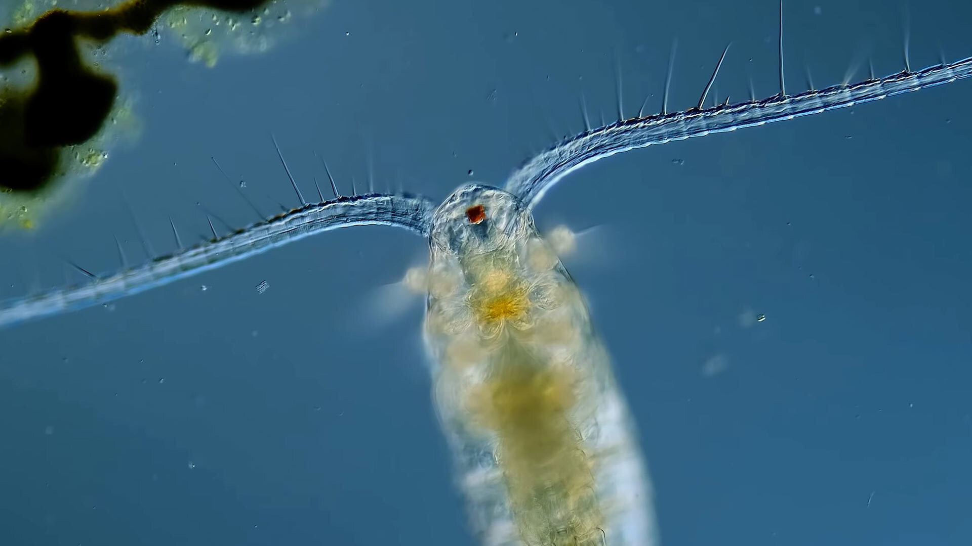 Copepods: The Diatom-Devouring King of Plankton