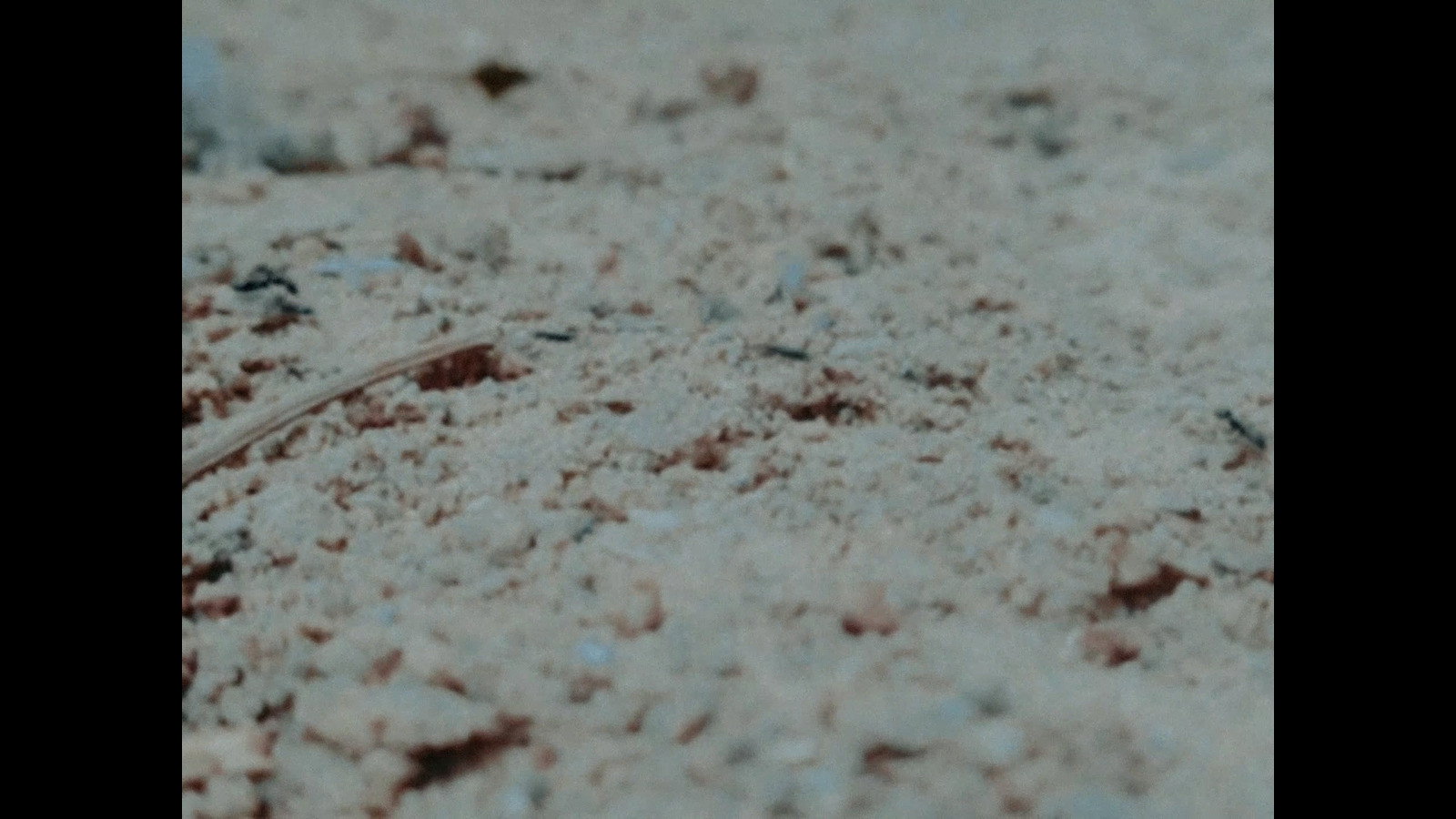 الطيور تأكل من بقايا أرقى أنواع الكافيار