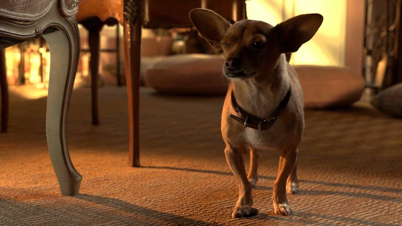 Beverly Hills Chihuahua 3: Viva la Fiesta! 2012 123movies