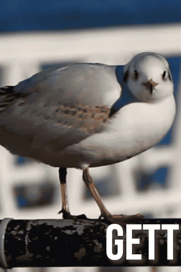 Getting Across the Solent, How hard can it be? By Christopher Drucker