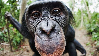 Bonobos