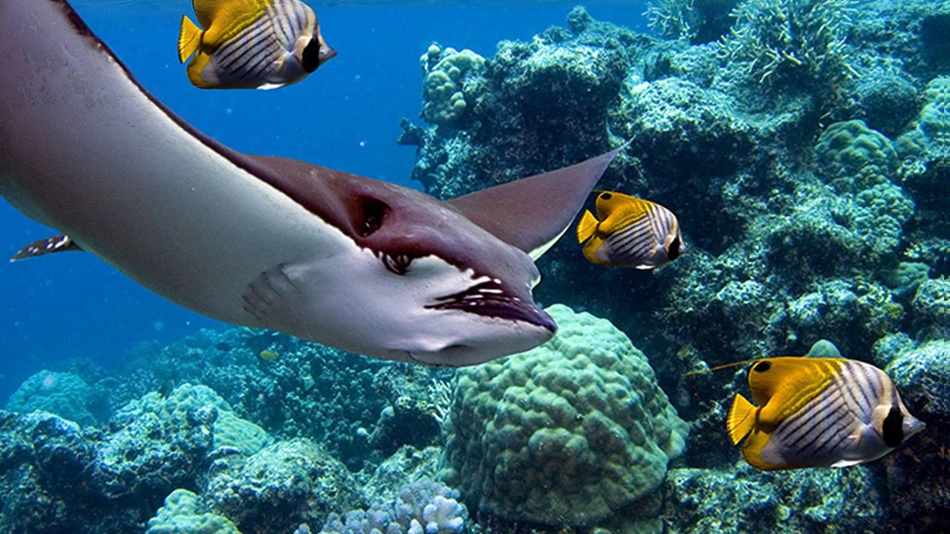 Papua 3D