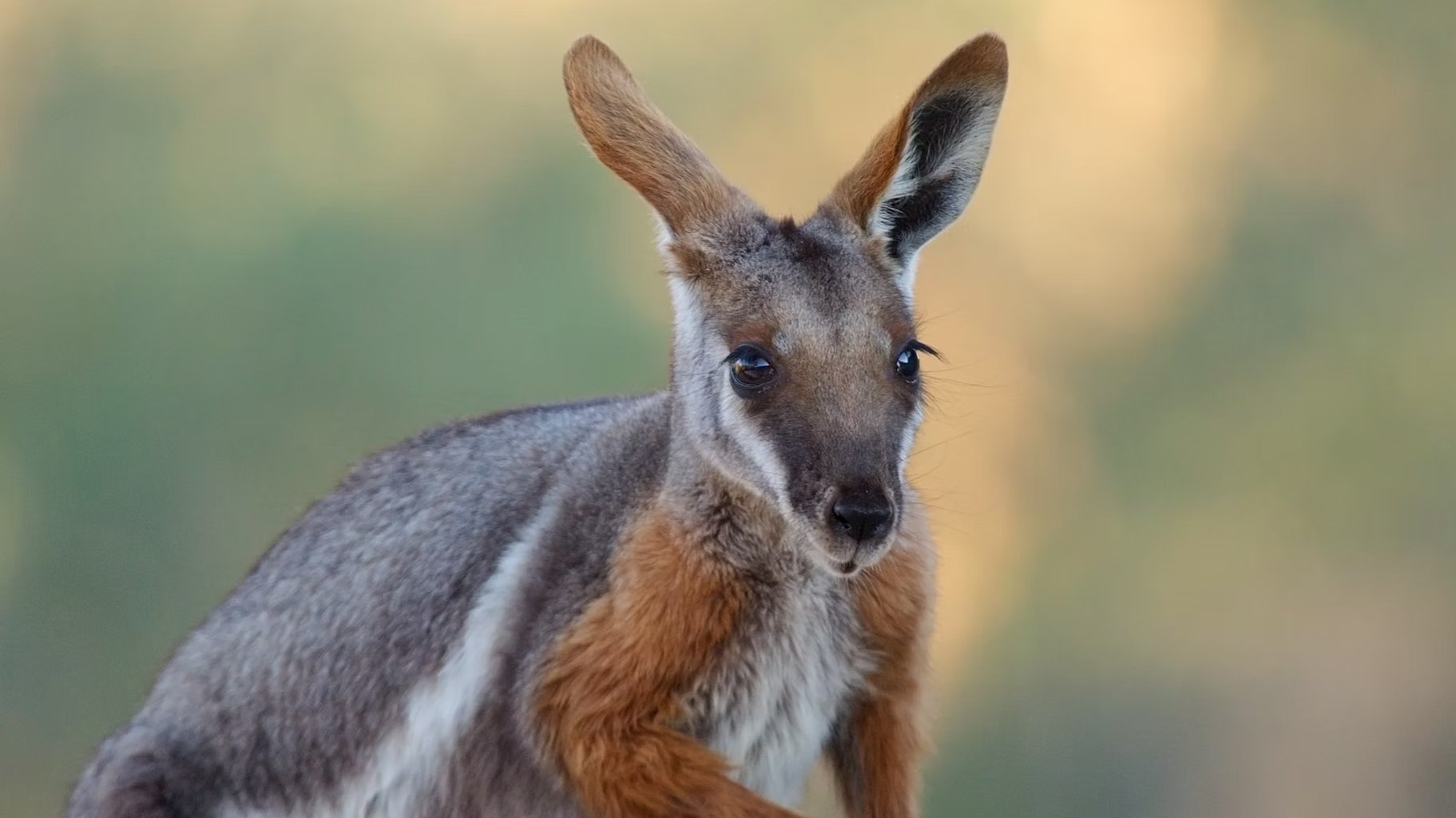 Australia: The Wild Continent