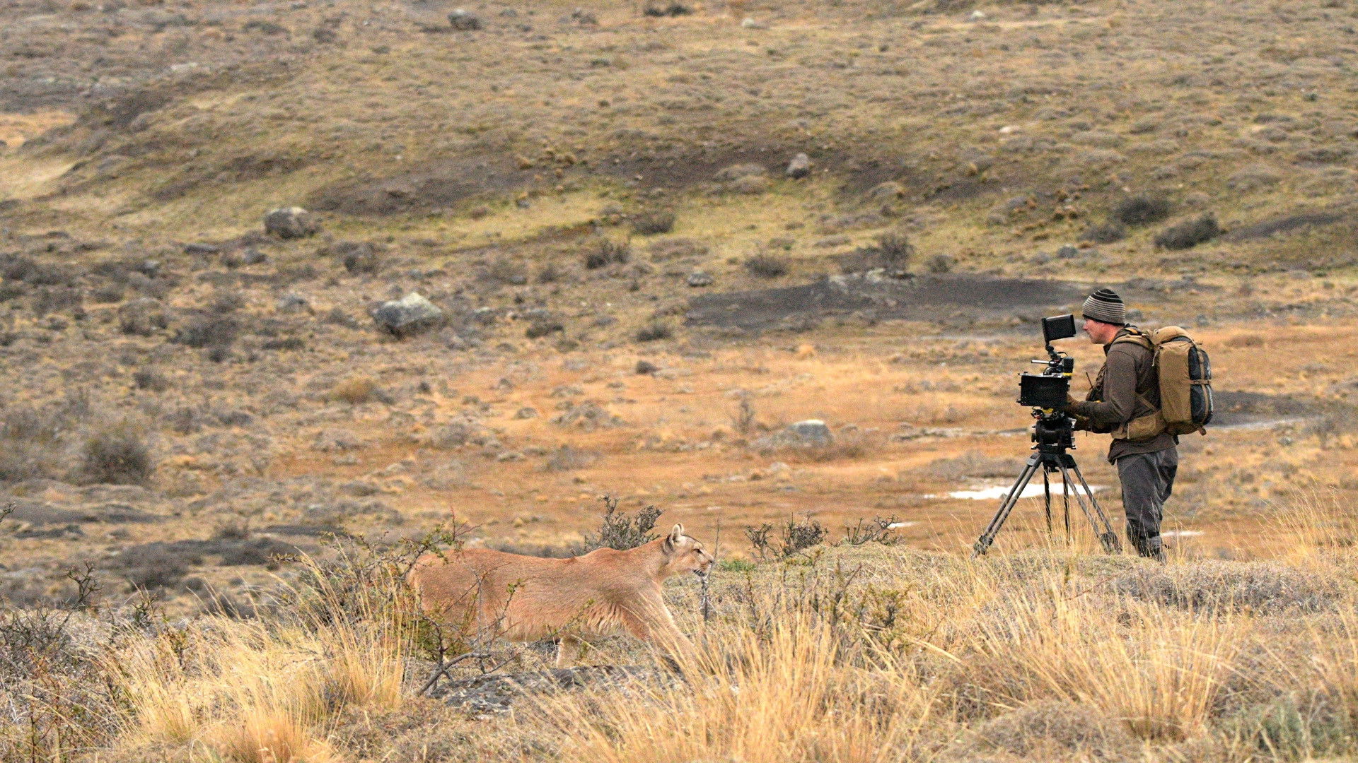 The Making of Dynasties: Season 2