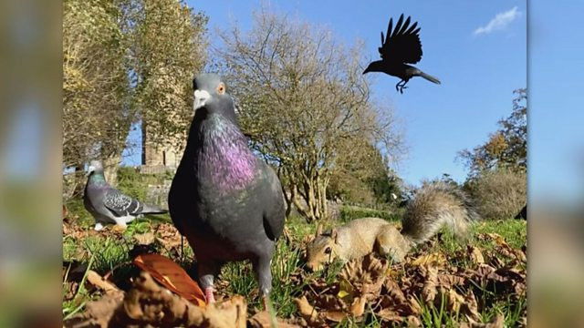 Wildlife Compilation