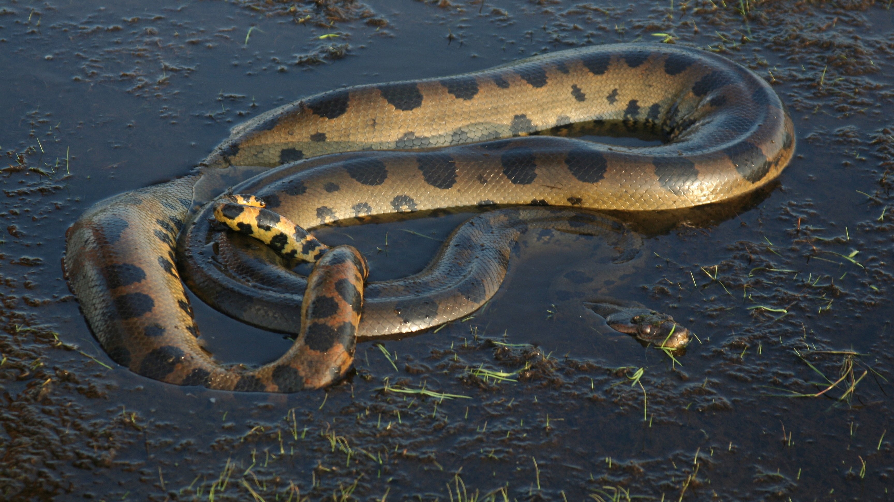 Bêtes de serpents