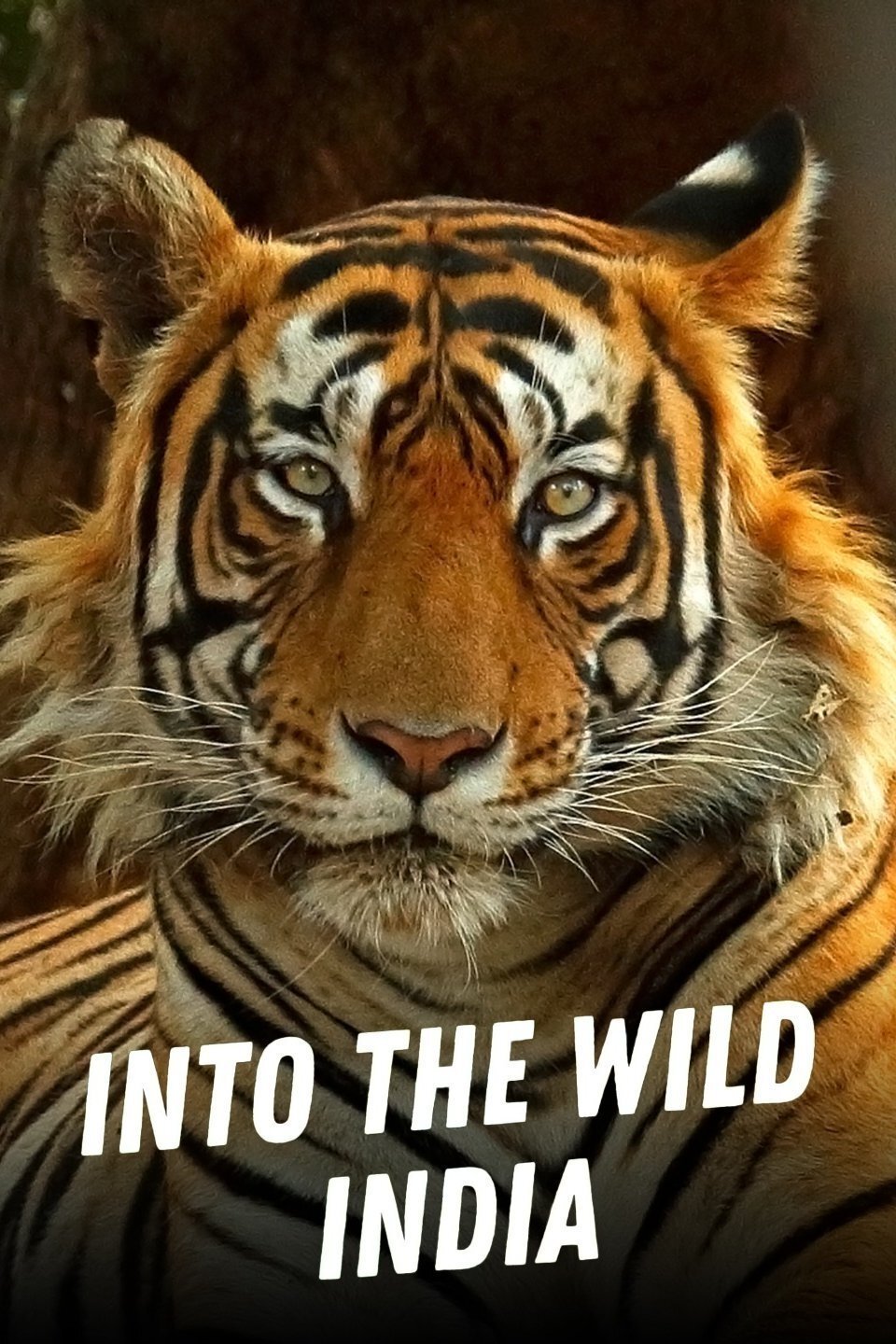 Poster de Into the Wild: India