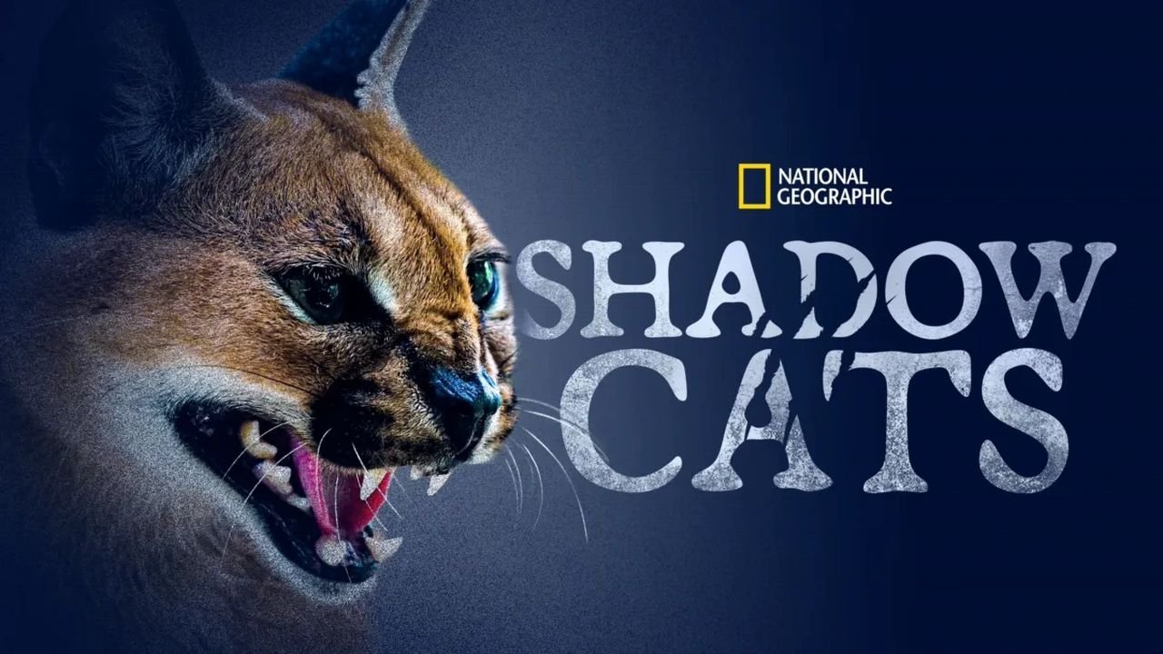 Shadow Cats