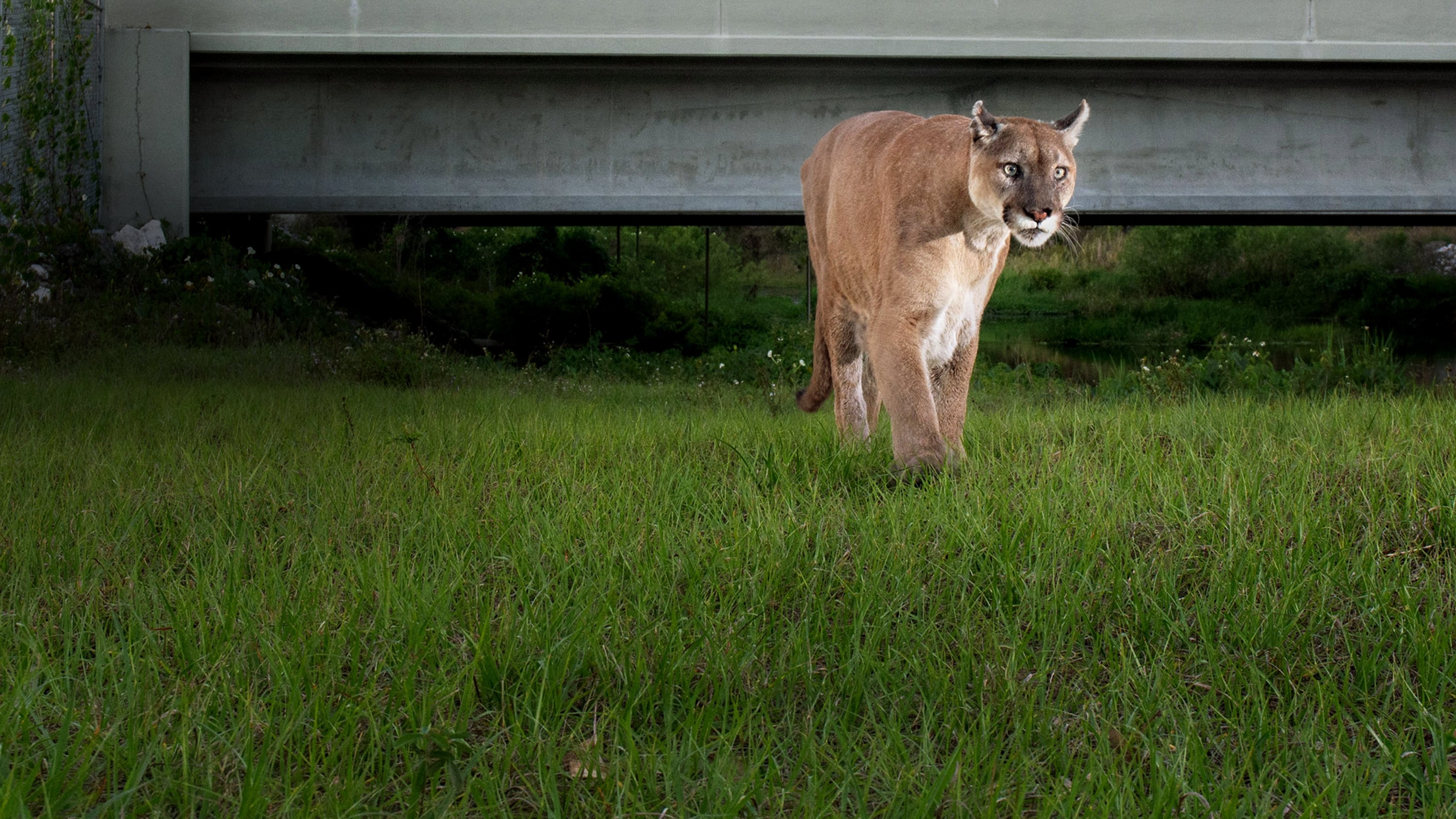 Path of the Panther 2022 Soap2Day