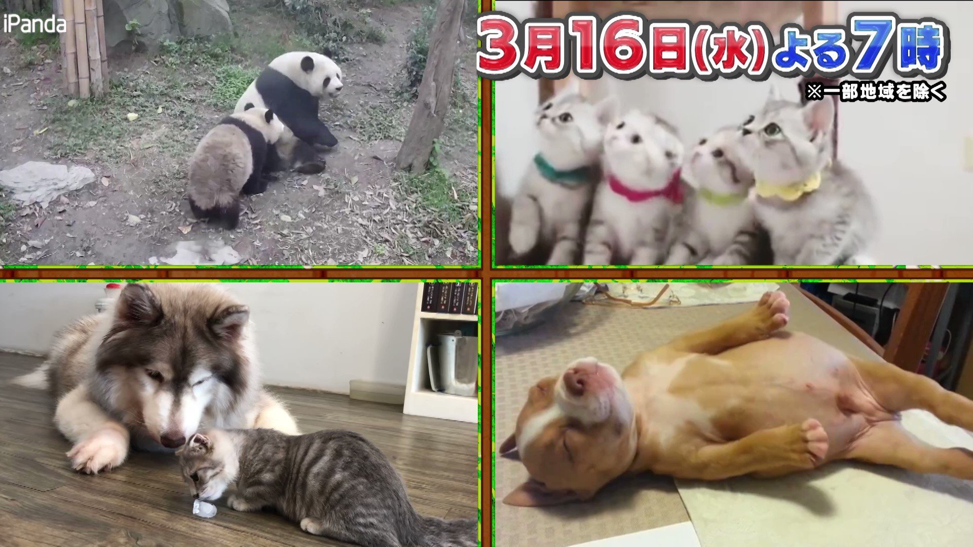 Sekai Animal and Kids Dōga Special