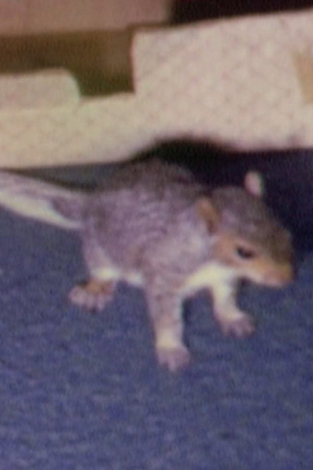 Willie the Squirrel