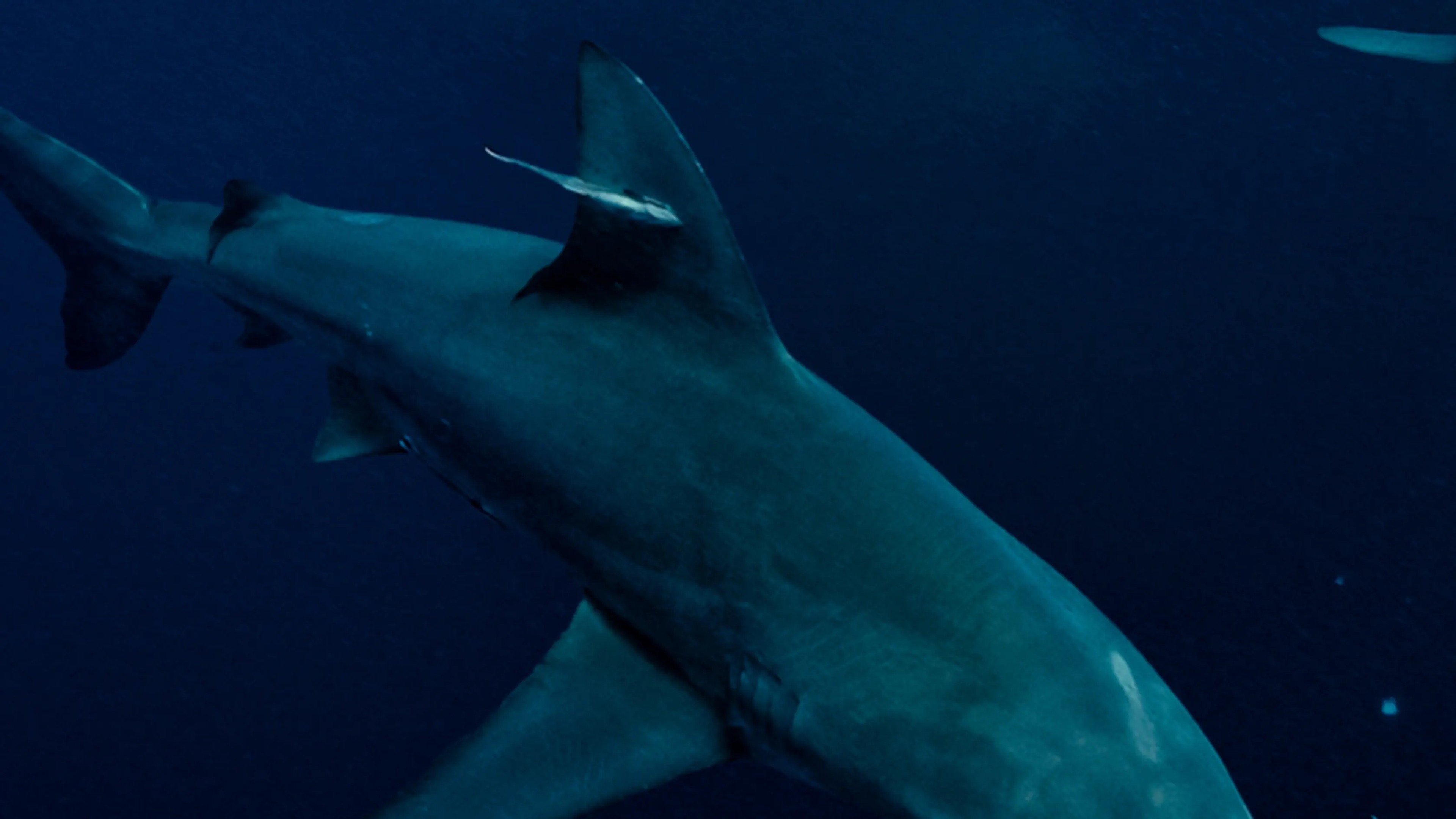 Super Shark Highway