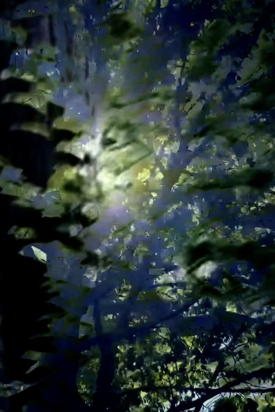 Poster de Branches