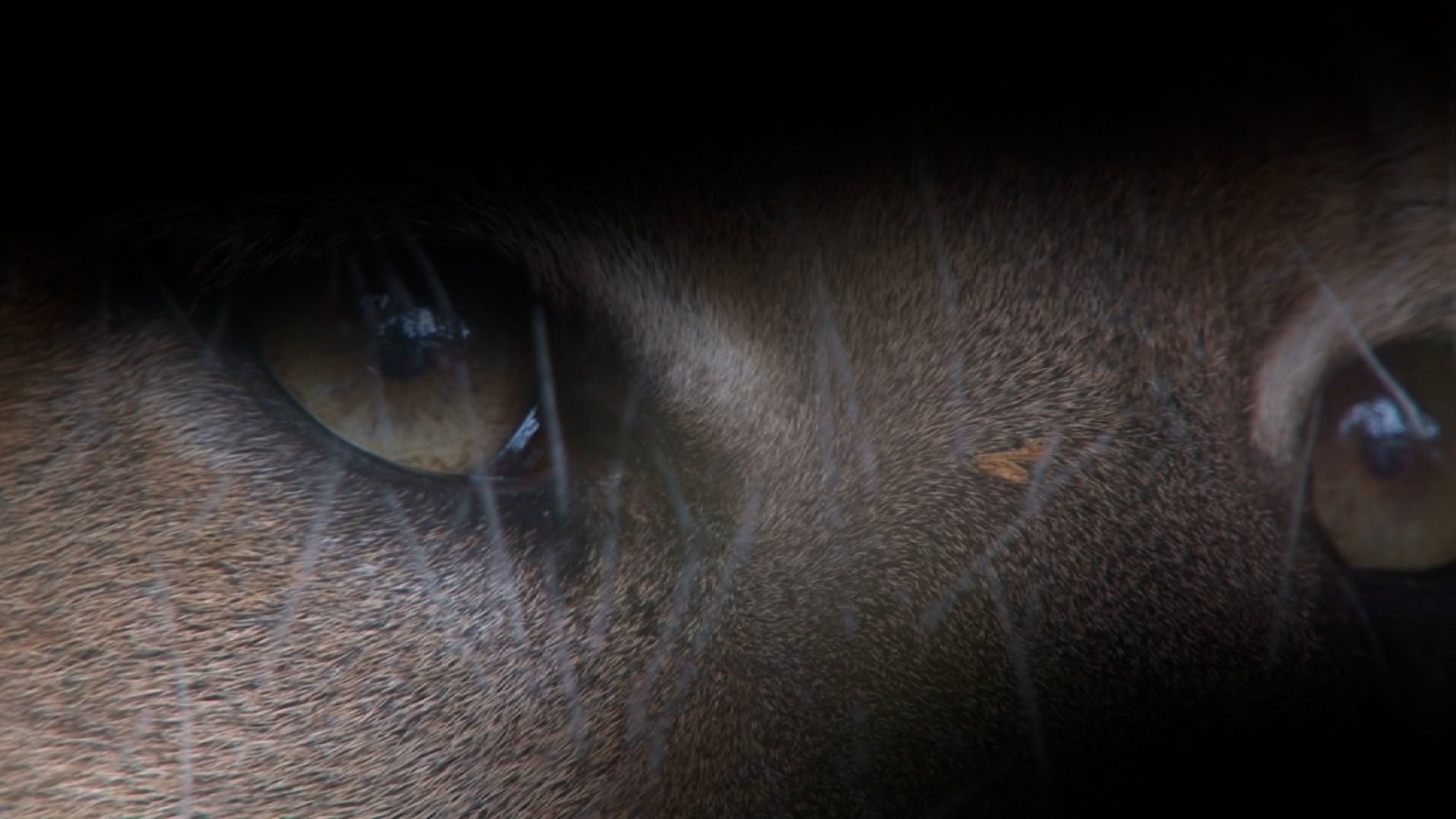 Swamp People: Serpent Invasion 3×2