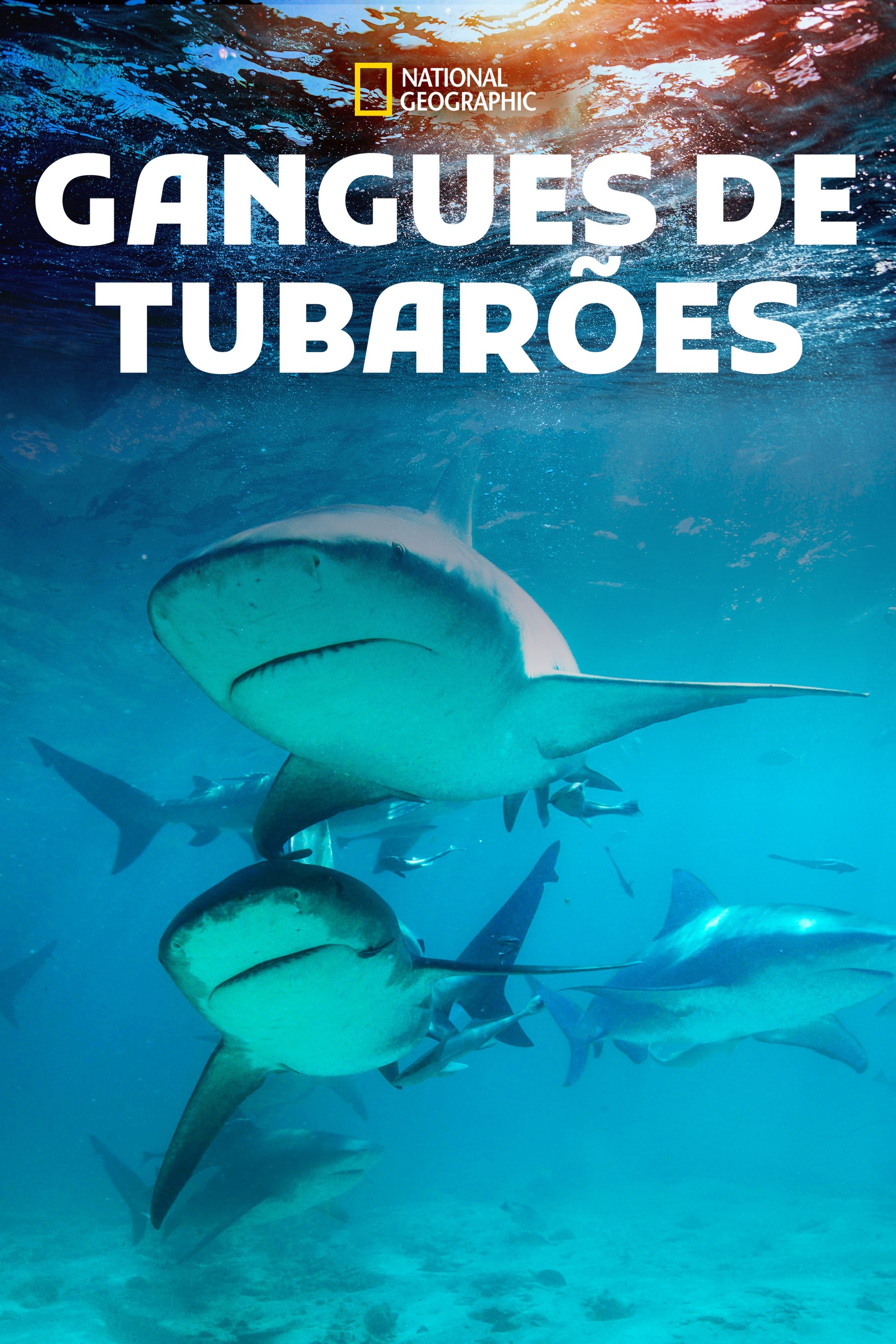 Poster de Gangues de Tubarões
