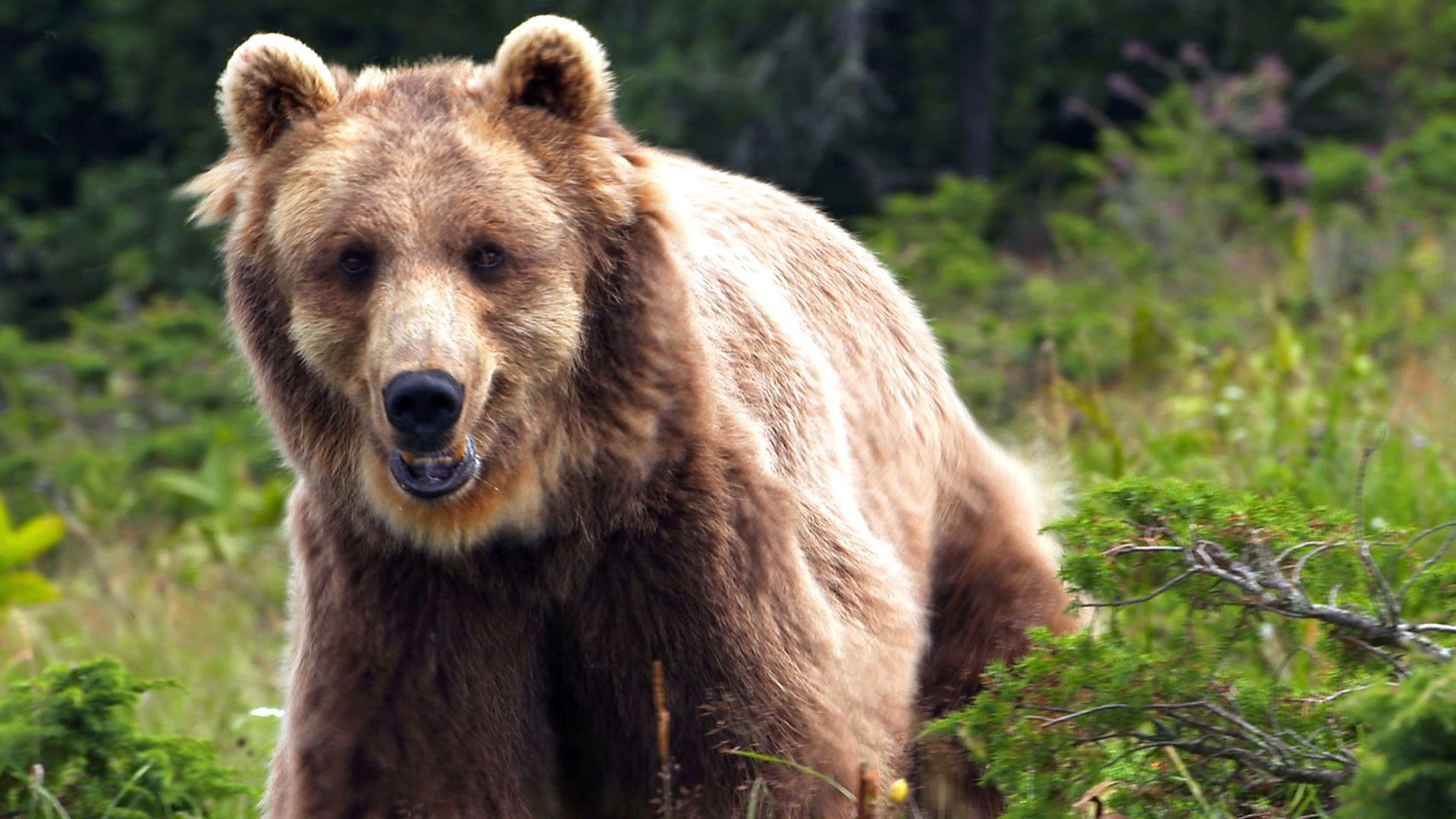 France: The Wild Side