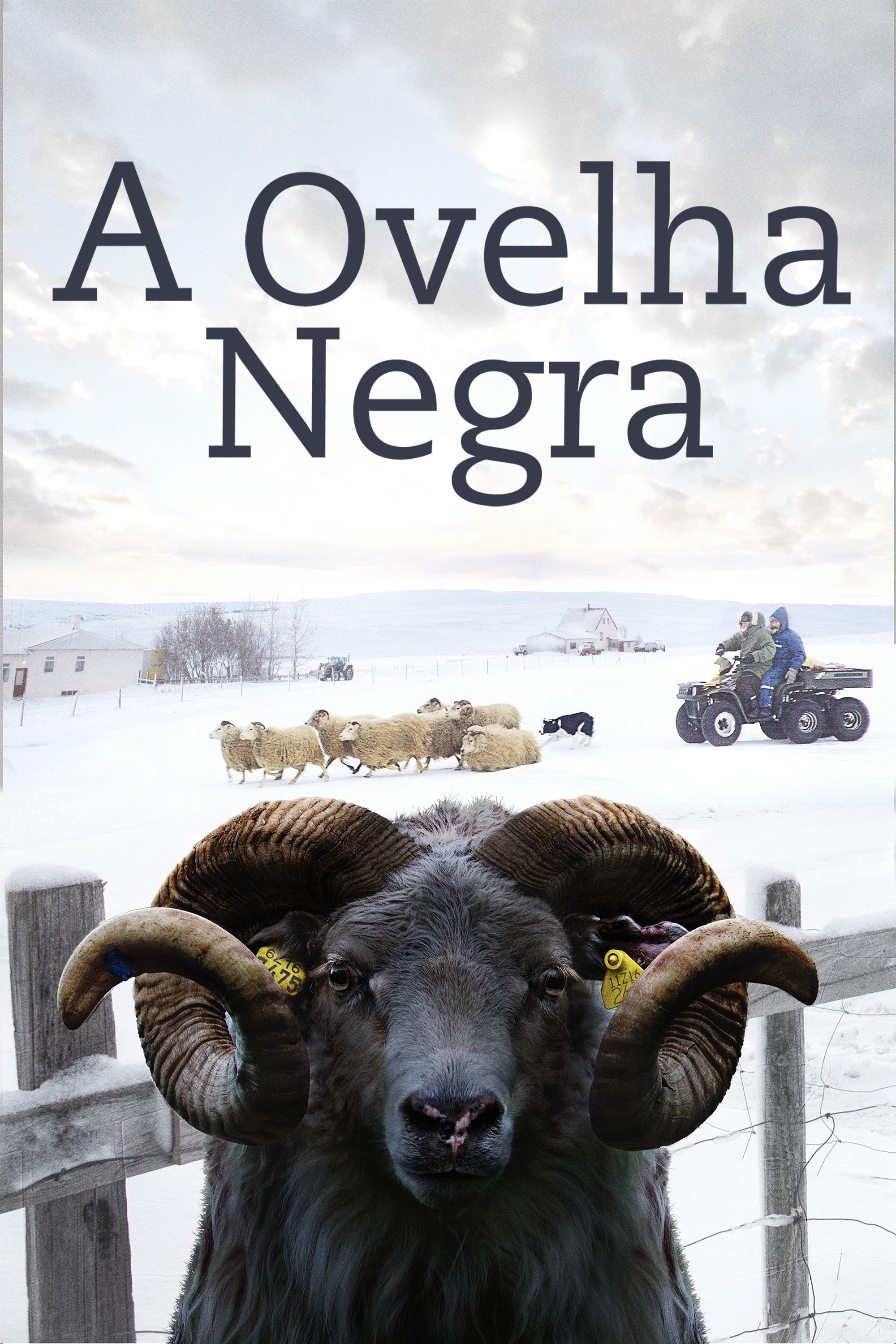 Poster de A Ovelha Negra