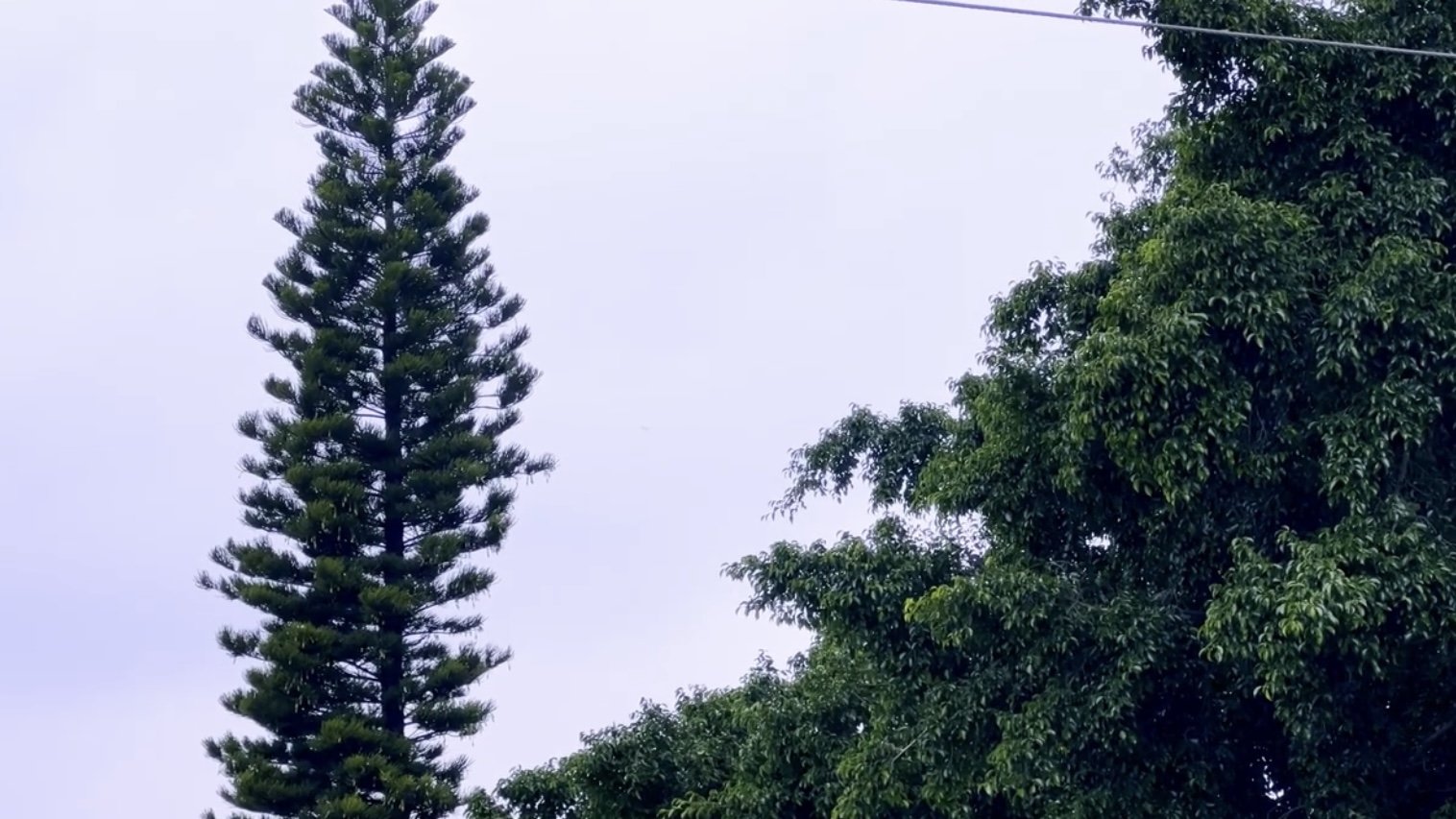 Evangelio (Gospel)