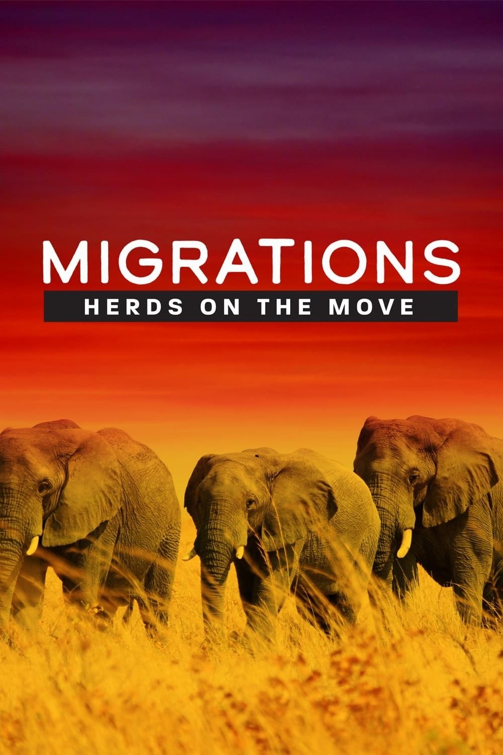 Poster de Migrations: Herds on the Move