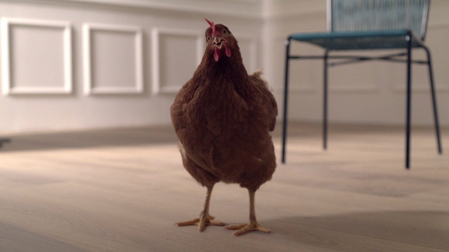 The Eye of the Hen