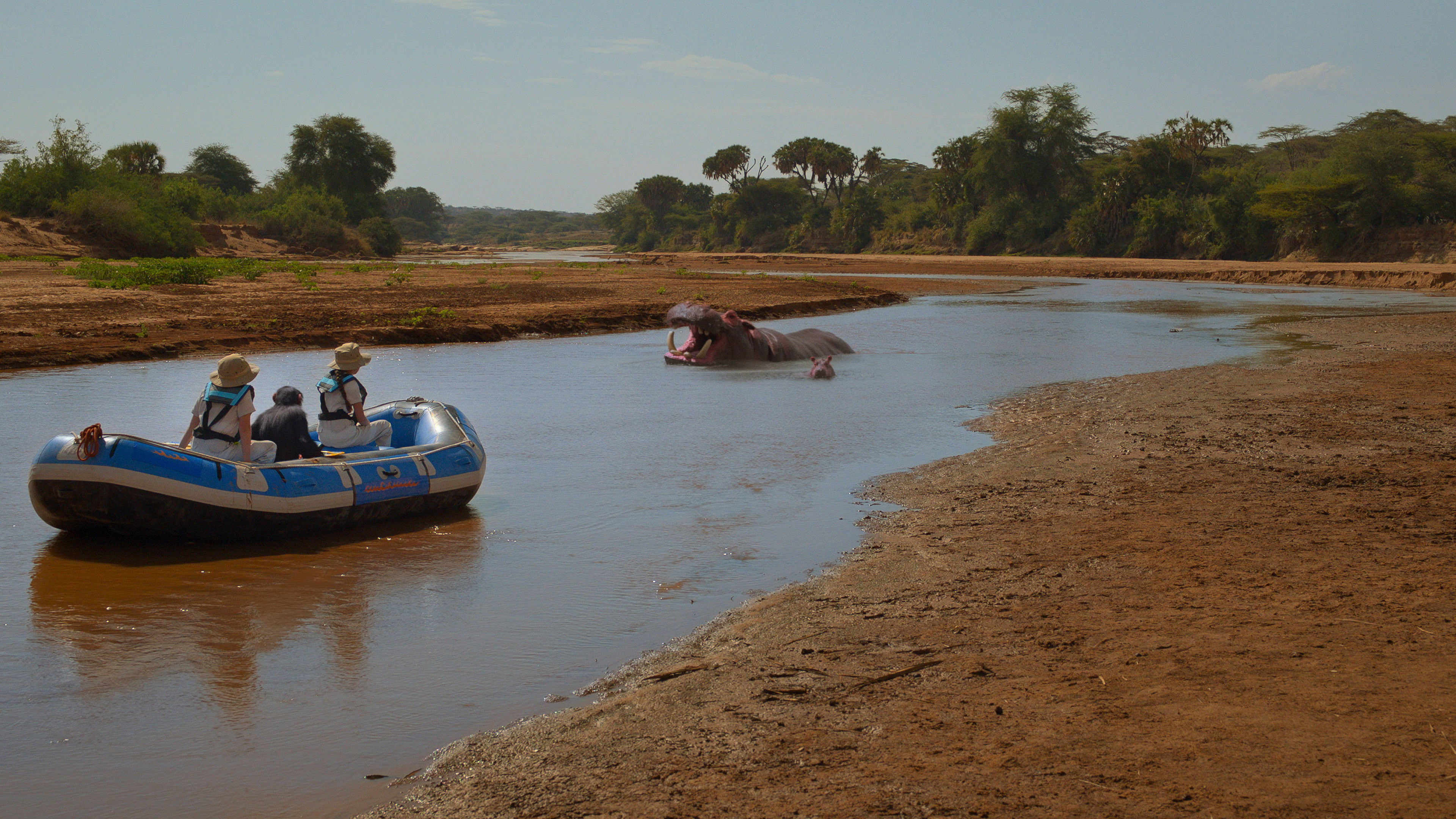 Hippopotamus amphibius